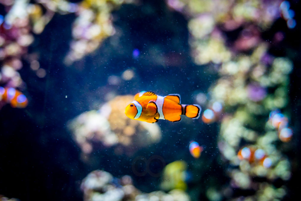 Read more about the article Colour Aquarium Summer 2018